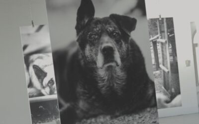 La mostra fotografica dedicata ai cani di Korunera